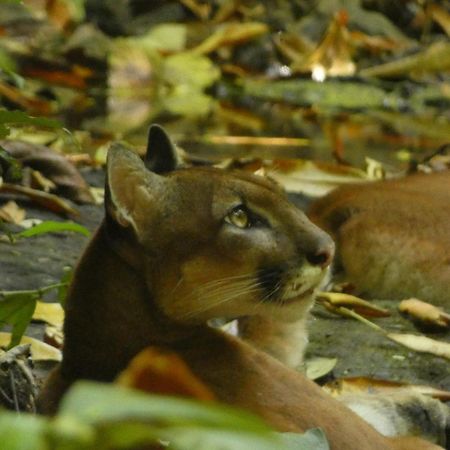 Corcovado Wilderness Lodge By Scp San Pedrillo Экстерьер фото