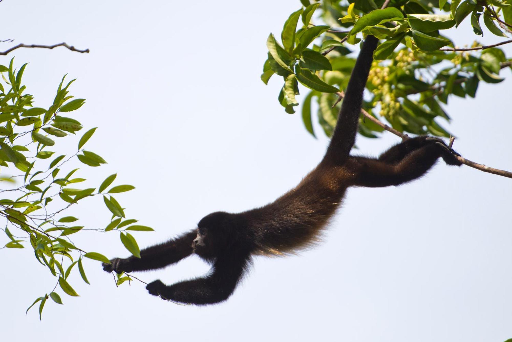 Corcovado Wilderness Lodge By Scp San Pedrillo Экстерьер фото