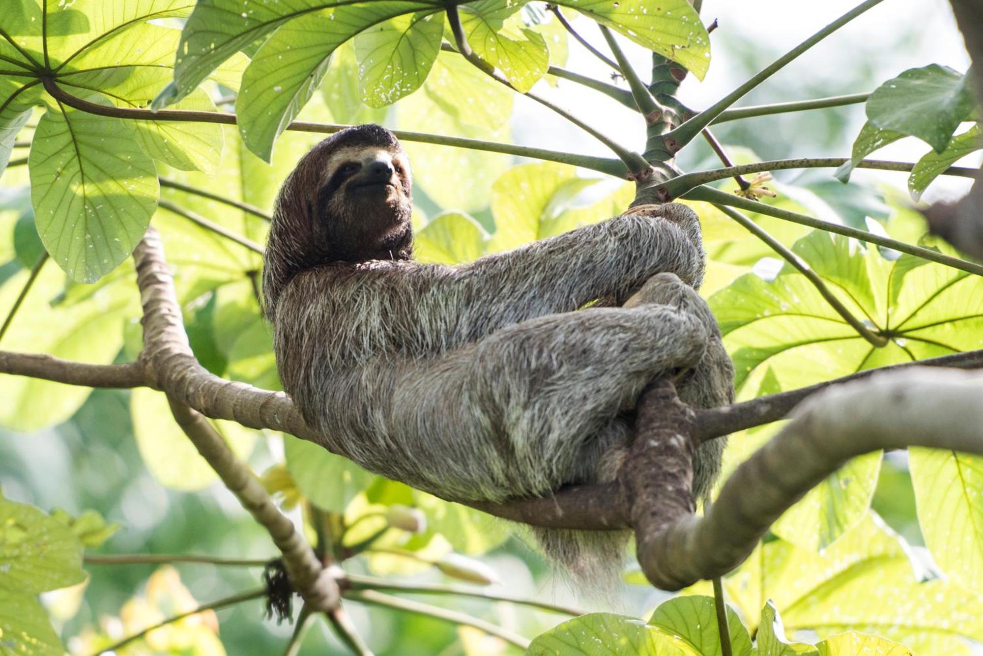 Corcovado Wilderness Lodge By Scp San Pedrillo Экстерьер фото